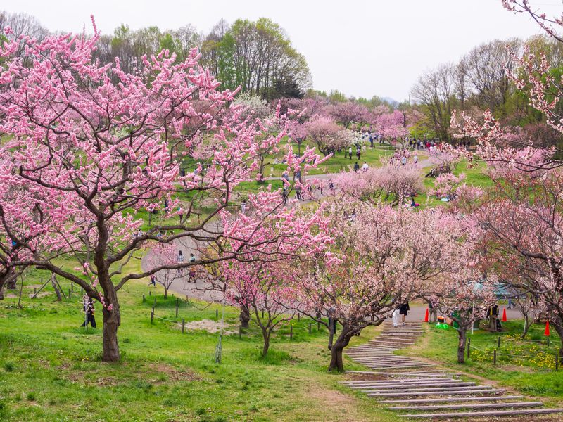 平岡公園梅まつり21 見頃時期は 梅ソフトや駐車場情報も Ririkoの知らない世界