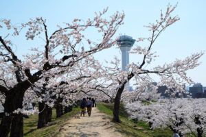 五稜郭公園の桜21 開花予想やライトアップ 駐車場情報を解説します Ririkoの知らない世界