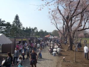 二十間道路の桜21 開花予想や見頃はいつ 駐車場と渋滞情報も Ririkoの知らない世界